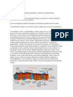 Membrana Celular