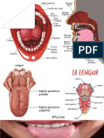 La lengua