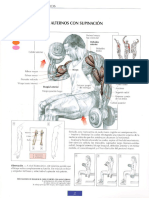Guía de los movimientos de musculación 2- Curl de Biceps Alterno con Supinacion