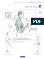 Guía de Los Movimientos de Musculación 5 - Curl de Biceps Con Polea - Optimized