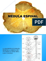 Neuro - Medula