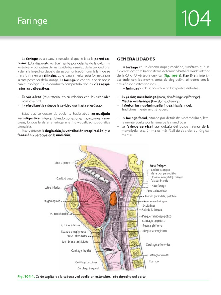 Anatomia Humana T2 Latarjet Ruiz Liard Pdf Laringe Morfología