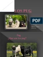 Características y cuidados del Pug