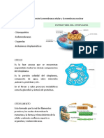 Documento