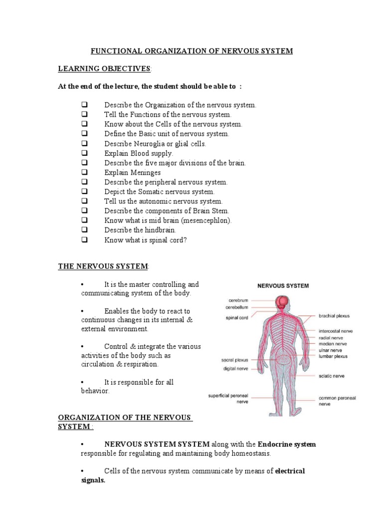 Nervous System Functional Overview | PDF | Nervous System | Central ...