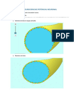Taller Neurociencias Potencial Neuronal