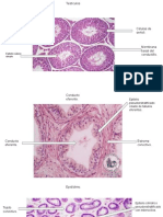 Sistema Reproductor Masculino