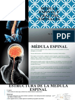 NEUROANATOMIA