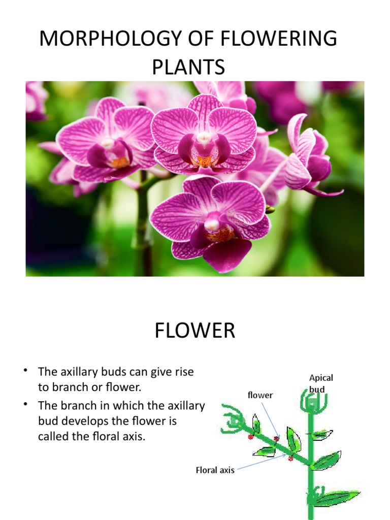 Flower and Types | PDF