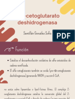 Alfa-Cetoglutarato Deshidrogenasa - SofíaSantillán