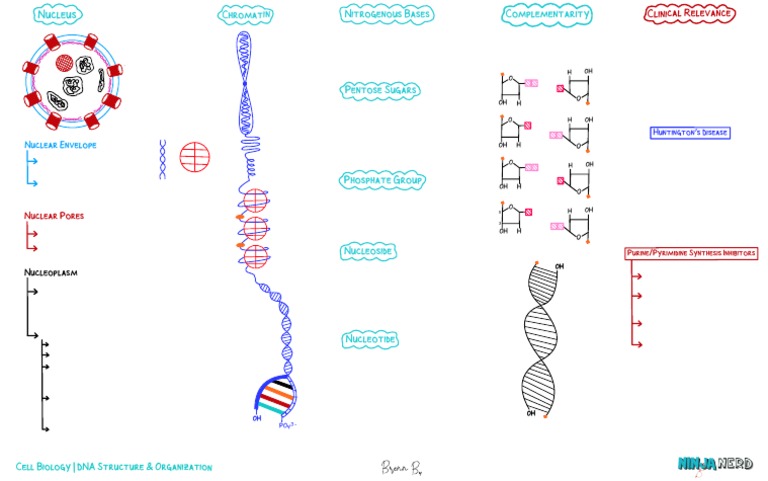 Cell Biology] 7. DNA Structure _ Organization - Handout | PDF ...