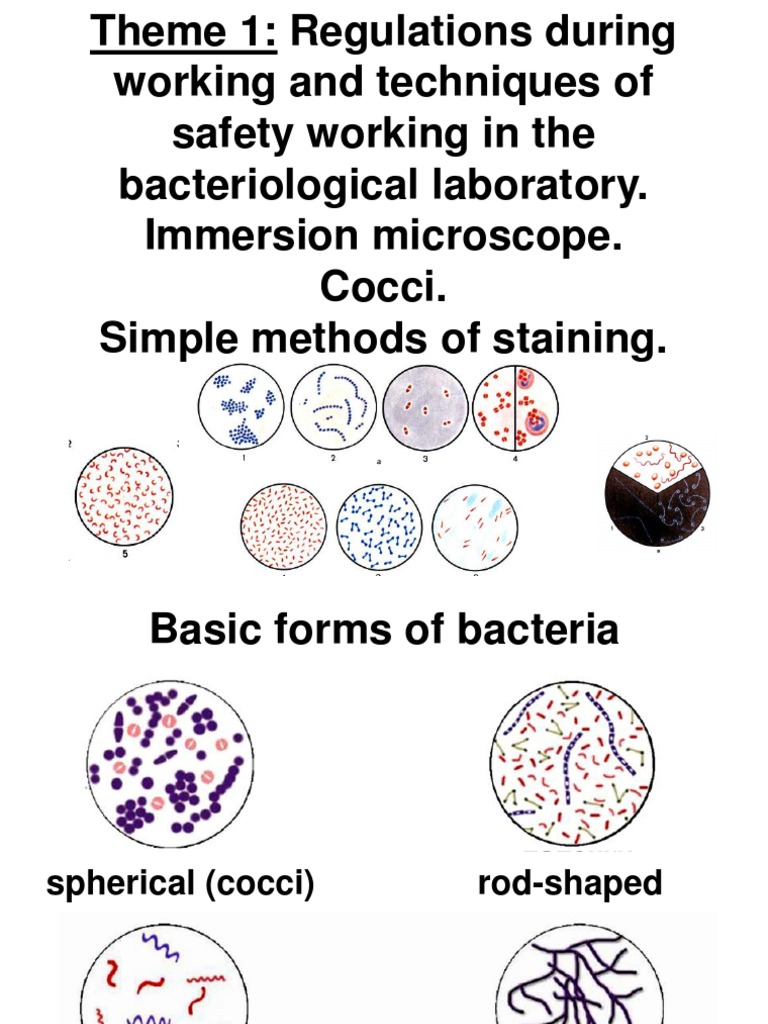 Bacterial Morphology and Staining Techniques A Guide to Identifying