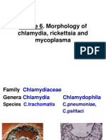 Morphology and Diseases of Chlamydia, Rickettsia, and Mycoplasma