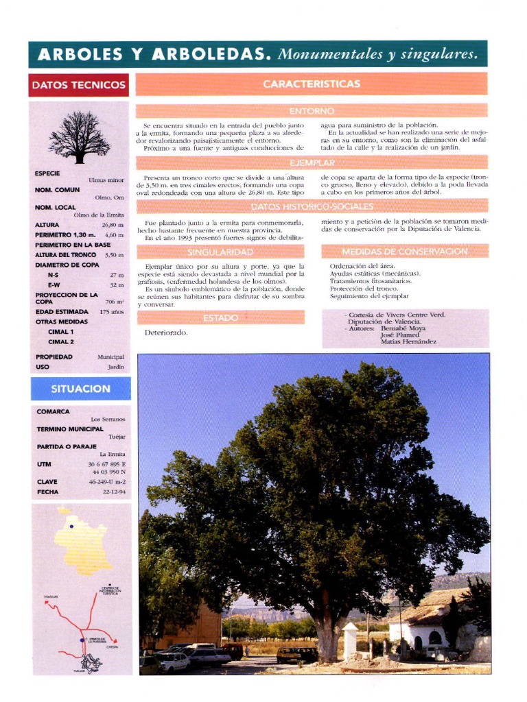 Ulmus Minor. Olmo | PDF
