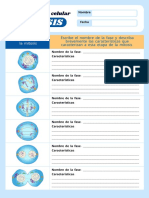 Fases de La Mitosis Ilustrativo Azul