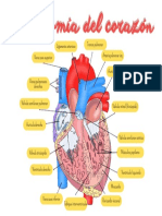 Anatomía Del Corazón