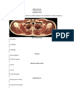 Pictures For Test 1 Sectonal Anatomy Thorax 2021-39511