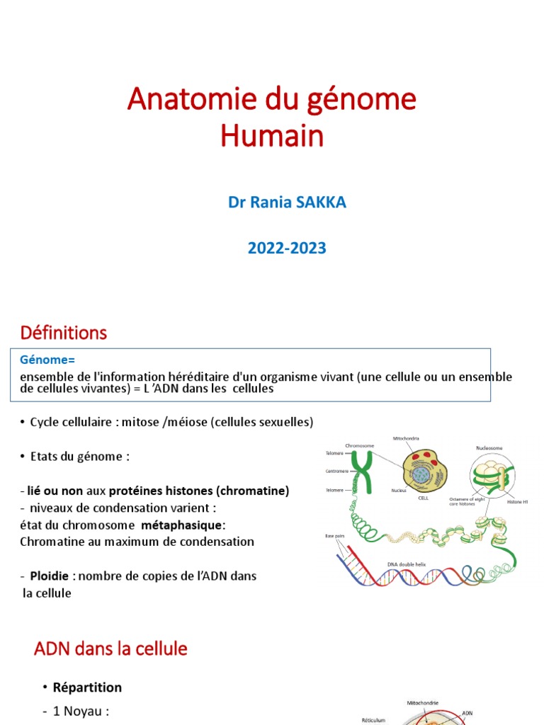 Organigramme Du Génome Pdf | Codage Information Génétique Pdf – WBWKW
