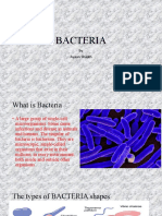 Bacteria