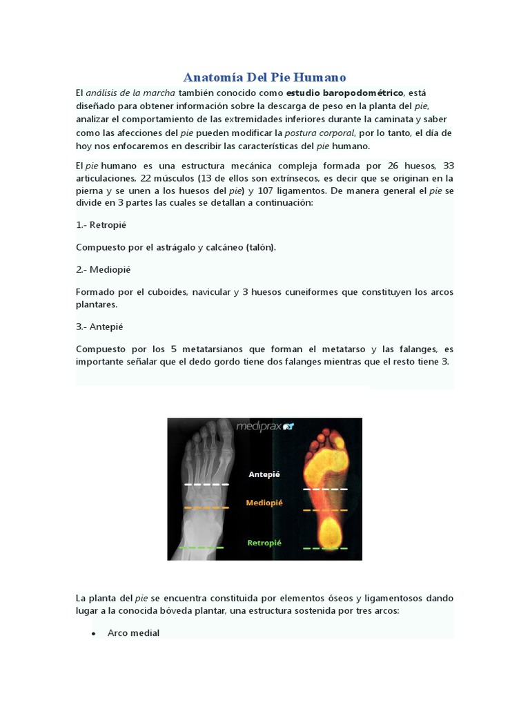 Anatomía Del Pie Humano | PDF