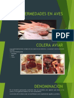 Colera Aviar