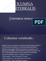 Columna Vertebralis