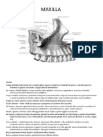 Maxilla