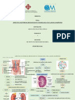 Aspectos Anatómicos, Histológicos y de Biología Celular de Los Riñones
