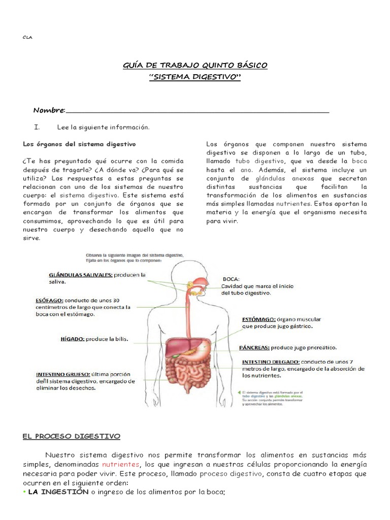 Guia Sistema Digestivo Quintos Basicos PDF Digestión Sistema