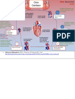 Ciclo Cardiaco