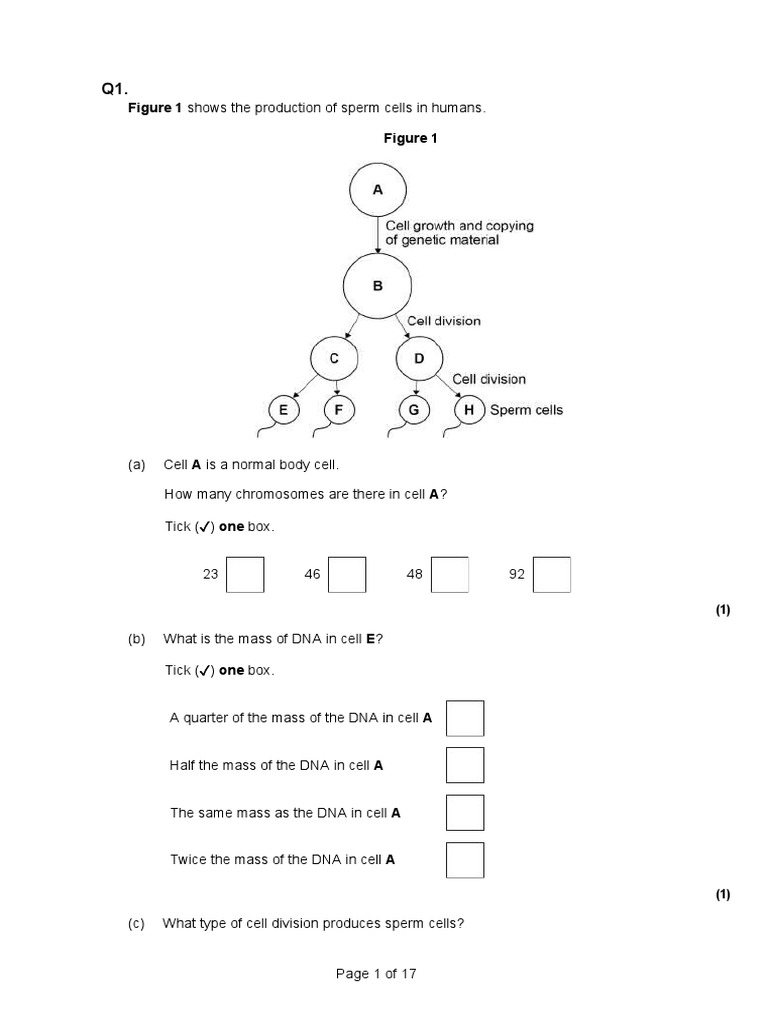 RP - Micros | PDF | Cell (Biology) | Genetics