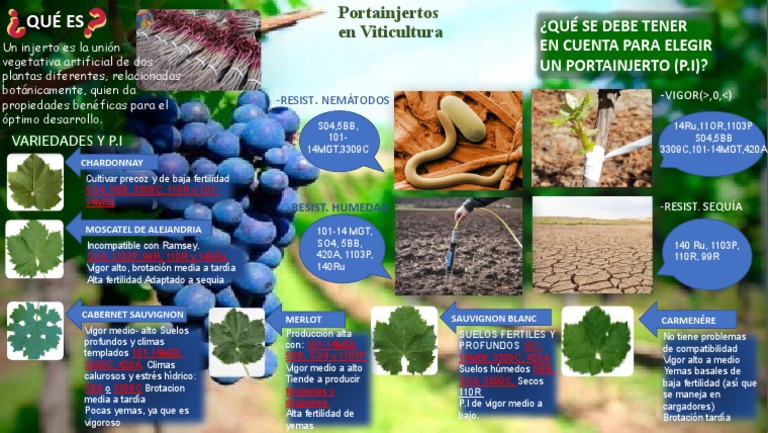 Variedades de Portainjertos en Vid | PDF | Ramas de la botánica ...