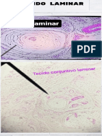 Tecido laminar: estrutura e características