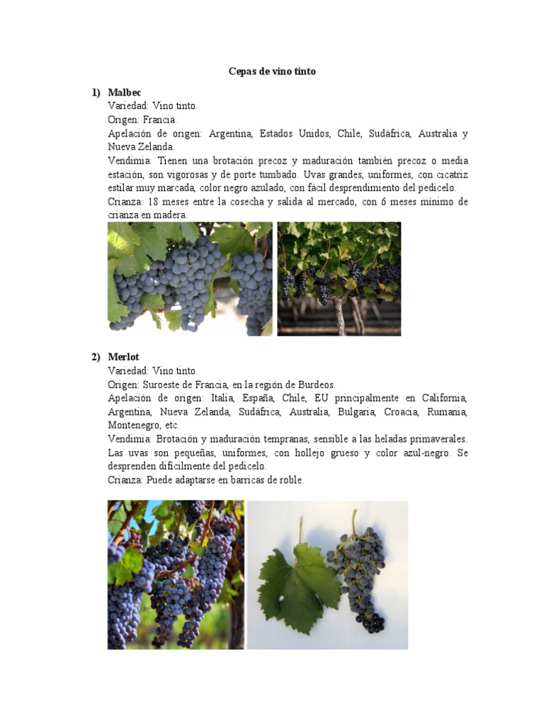 Características de cepas de vino tinto | PDF | Vino | Uva