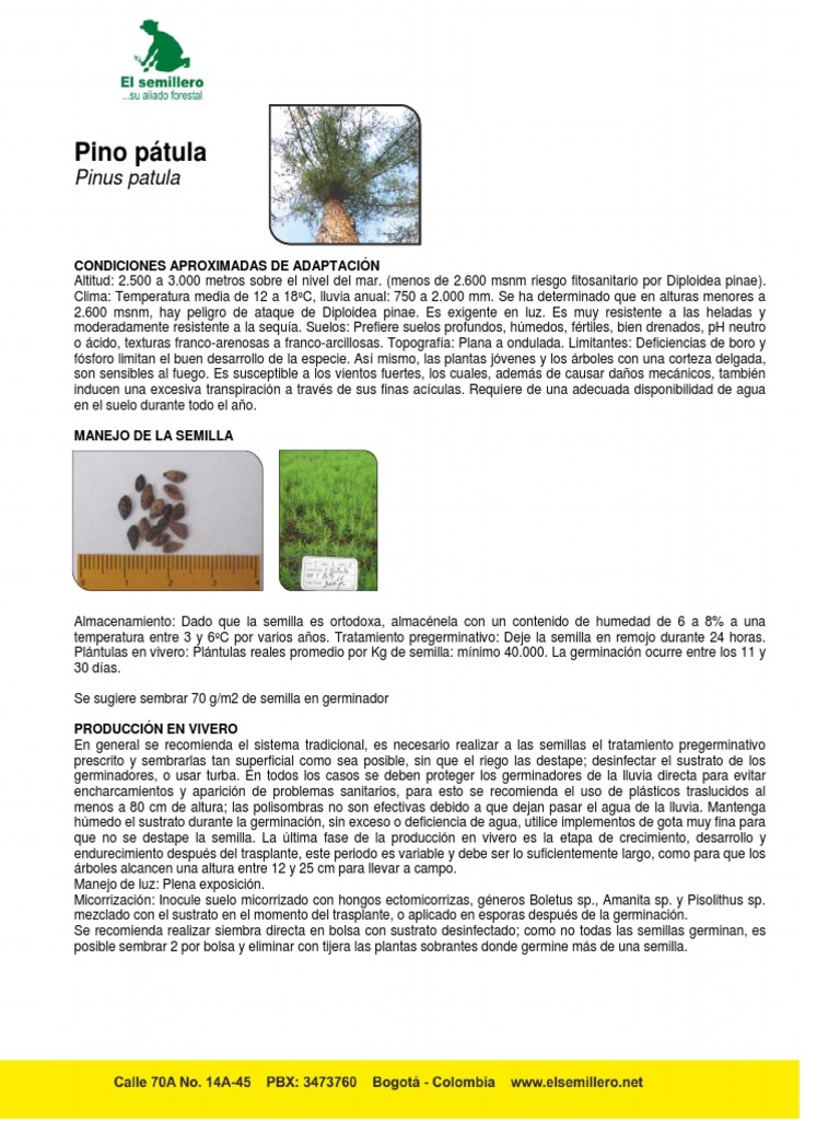 Ficha Técnica del Pino Pátula en Colombia | PDF | Madera | Semilla