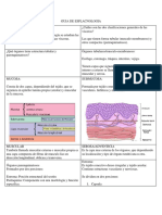 Guia de Esplacnologia y Cardio