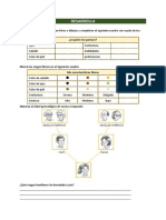 1° Pro1 Sem1 S1 Cyt-Ficha