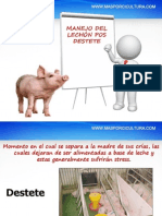 Manejo Post-Destete Del Lechon