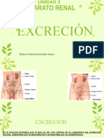 Excreción Aparato Renal