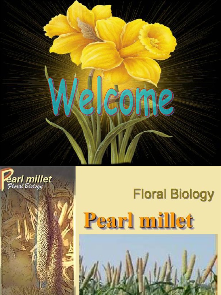 Floral Biology of Pearl Millet PDF