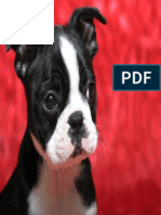 boston-terrier-pictures-1600-x-1200-7l9o817xukuyyw0p