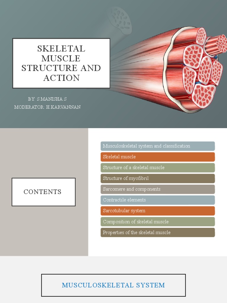 Muscle | PDF | Skeletal Muscle | Muscle Contraction