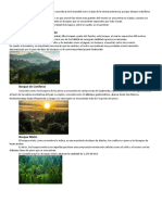 7 Tipos de Bosques de Guatemala