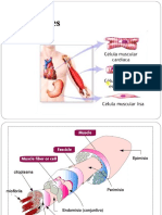 Estrutura e Funcionamento dos Tecidos Musculares