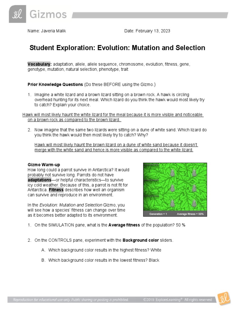 Mutation's Role in Evolutionary Variation | PDF | Genotype | Allele