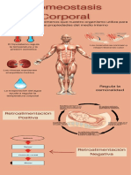 Homeostasis Infografia