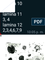 Lamina 10, 11 and 12 microfossils