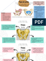 Tipos de Pelvis