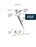 Endoscopio