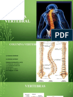 Columna Vertebral.